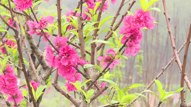 微信图片_20200325095154.gif