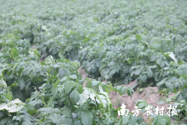 正在生长期的马铃薯苗。 正在生长期的马铃薯苗。