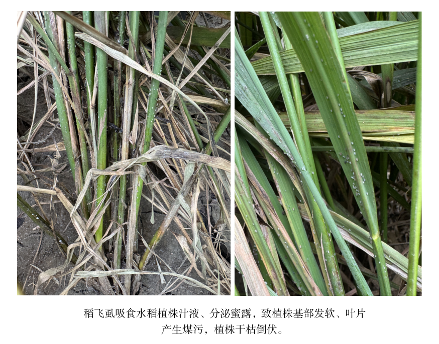 警惕晚稻后期褐飞虱在局部重发