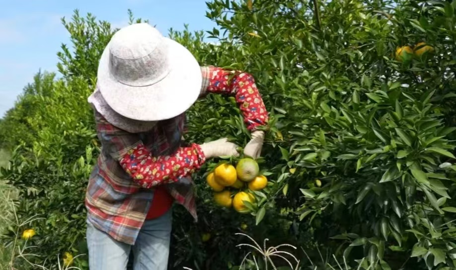 奋战“百千万工程”｜恩平：6700多亩茶枝柑迎收获，特色产业稳步发展
