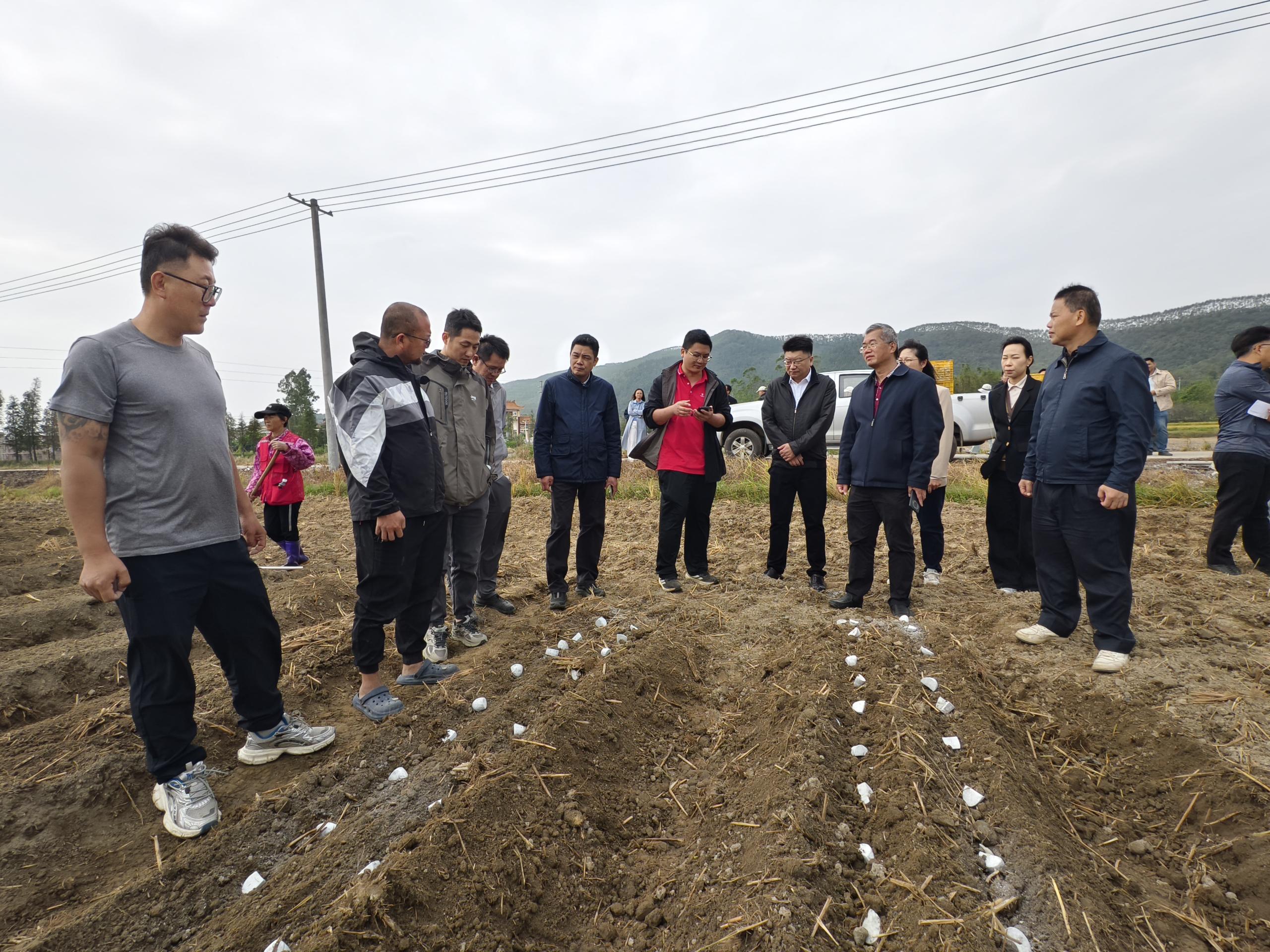 江门市2025年冬种生产现场会在恩平市牛江镇召开