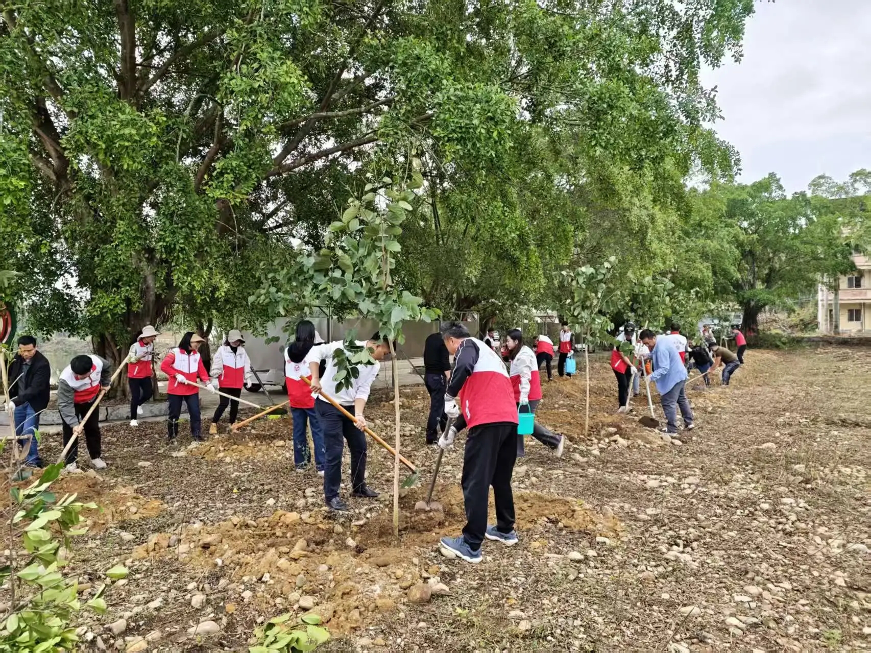 植树活动.jpg