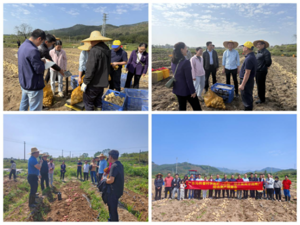 恩平冬种马铃薯观摩会：以“三新”技术擦亮种业名片 为乡村振兴注入强劲“薯”光