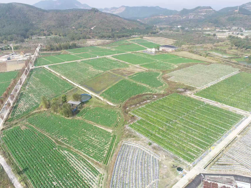 喜讯！牛江马龙塘基地“恩平马铃薯”正式获批“湾区认证”    恩平“社村”合作品牌建设取得历史性突破