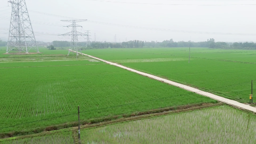 唤醒“沉睡”良田 激活土地潜能——恩平市全域推进撂荒地整治