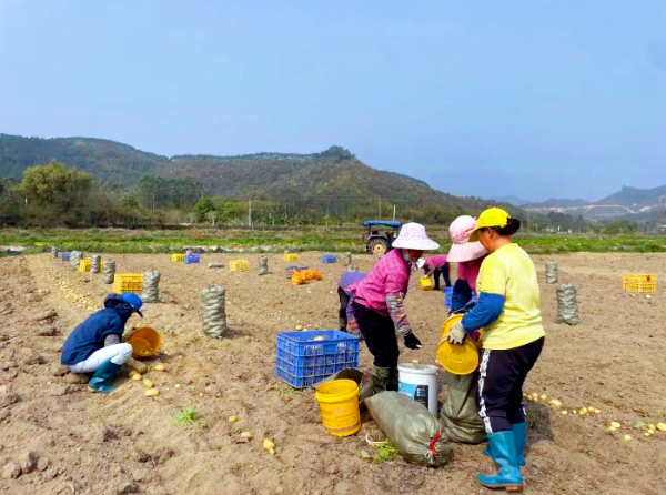 恩平牛江：“社村”合作带动村集体农户双增收