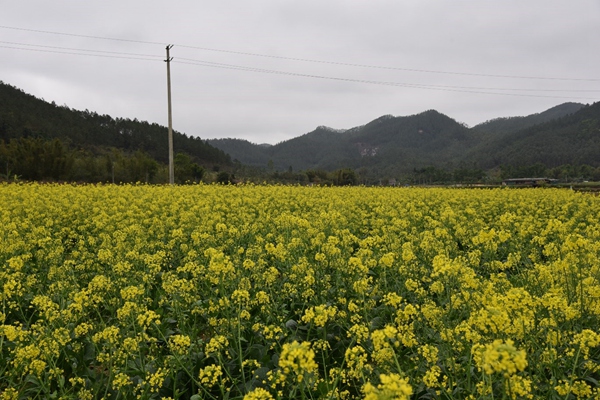 副本2“一望无际”的花海.jpg 副本2“一望无际”的花海.jpg