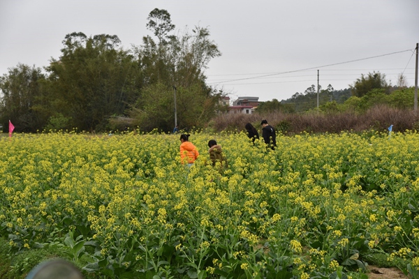 副本6正在享受花海之美的小伙伴们.jpg 副本6正在享受花海之美的小伙伴们.jpg